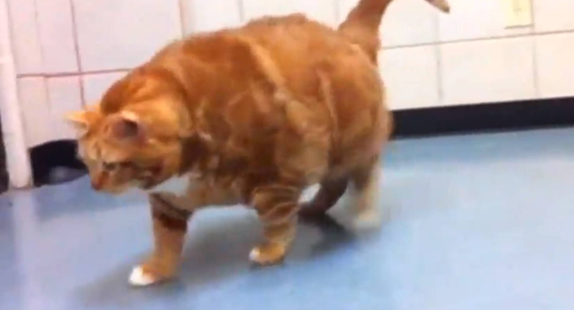 Hem, Nytt, skinny the cat